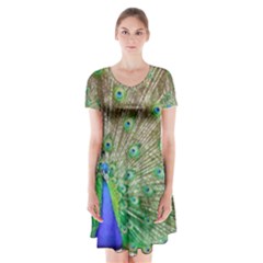 Peacock Color Bird Colorful Short Sleeve V-neck Flare Dress by Pakrebo