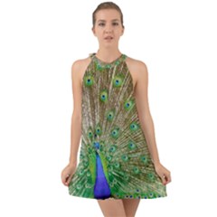 Peacock Color Bird Colorful Halter Tie Back Chiffon Dress by Pakrebo