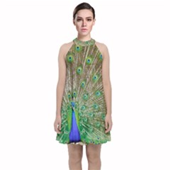 Peacock Color Bird Colorful Velvet Halter Neckline Dress 