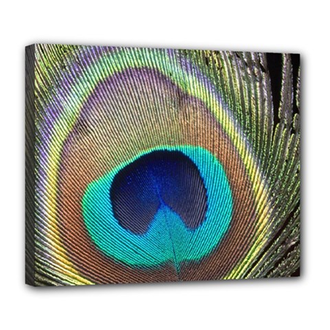 Peacock Feather Close Up Macro Deluxe Canvas 24  x 20  (Stretched)