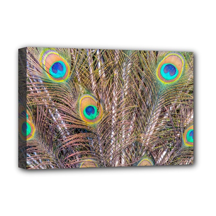 Pen Peacock Wheel Plumage Colorful Deluxe Canvas 18  x 12  (Stretched)