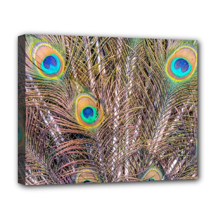 Pen Peacock Wheel Plumage Colorful Deluxe Canvas 20  x 16  (Stretched)