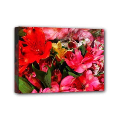 Lovely Lilies  Mini Canvas 7  X 5  (stretched) by okhismakingart