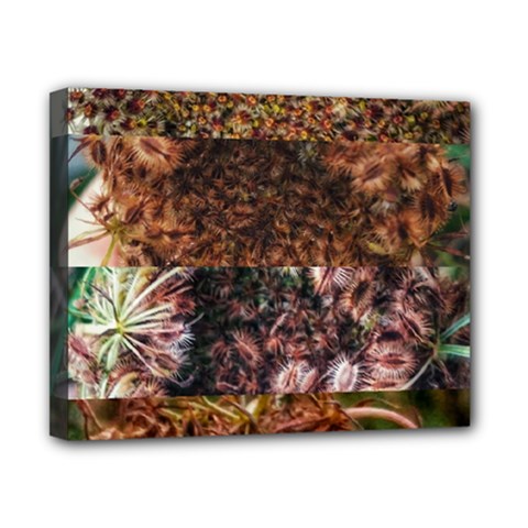 Queen Annes Lace Horizontal Slice Collage Canvas 10  X 8  (stretched) by okhismakingart