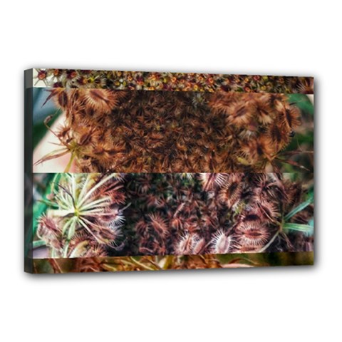 Queen Annes Lace Horizontal Slice Collage Canvas 18  X 12  (stretched) by okhismakingart