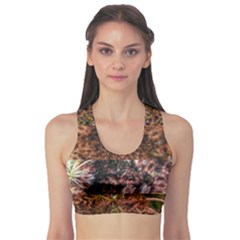 Queen Annes Lace Horizontal Slice Collage Sports Bra by okhismakingart