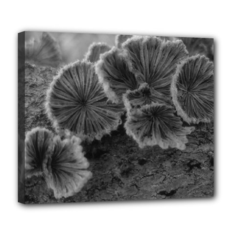 Tree Fungus Black And White Deluxe Canvas 24  X 20  (stretched) by okhismakingart