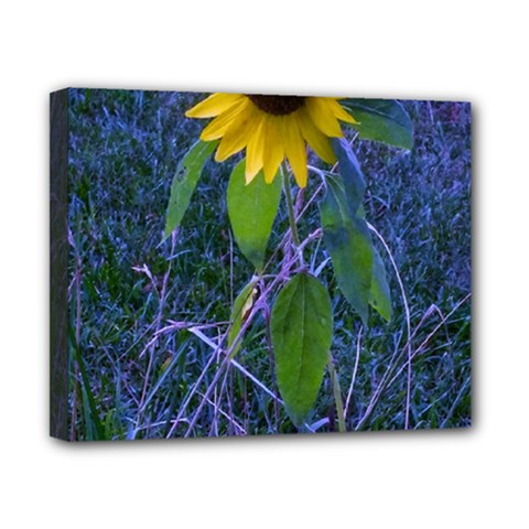 Blue Sunflower Canvas 10  X 8  (stretched) by okhismakingart