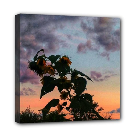 Sunflower Sunset Mini Canvas 8  X 8  (stretched) by okhismakingart