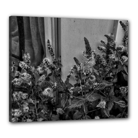 Black And White Mint Canvas 24  X 20  (stretched)