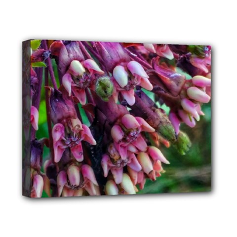 Milkweed Canvas 10  X 8  (stretched) by okhismakingart