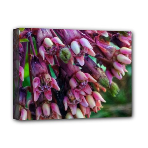 Milkweed Deluxe Canvas 16  X 12  (stretched)  by okhismakingart