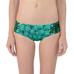 Turquoise Queen Anne s Lace Classic Bikini Bottoms by okhismakingart