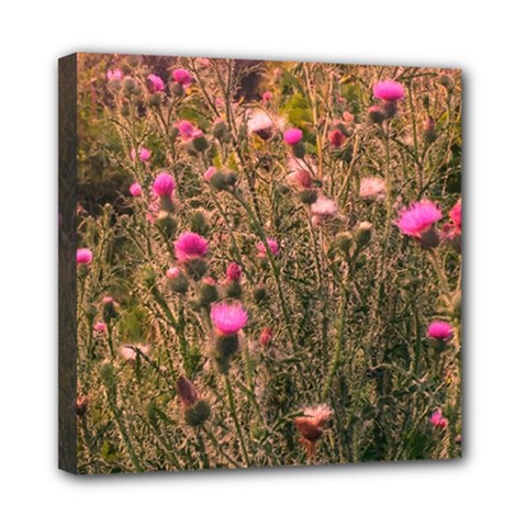 Thistle Field Mini Canvas 8  X 8  (stretched) by okhismakingart