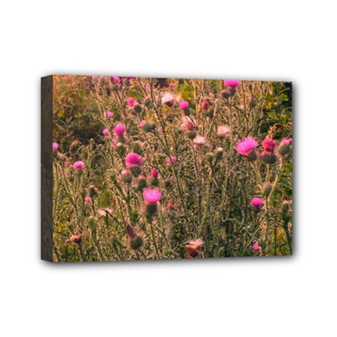 Thistle Field Mini Canvas 7  X 5  (stretched) by okhismakingart