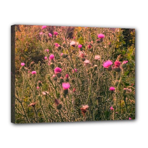 Thistle Field Canvas 16  X 12  (stretched) by okhismakingart