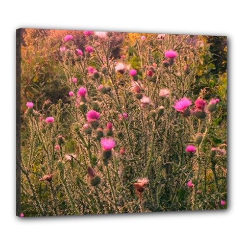 Thistle Field Canvas 24  X 20  (stretched) by okhismakingart