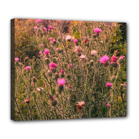 Thistle Field Deluxe Canvas 24  X 20  (stretched) by okhismakingart