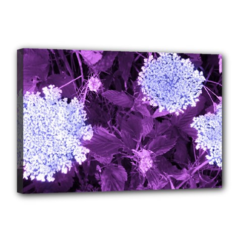 Queen Anne s Lace With Purple Leaves Canvas 18  X 12  (stretched) by okhismakingart