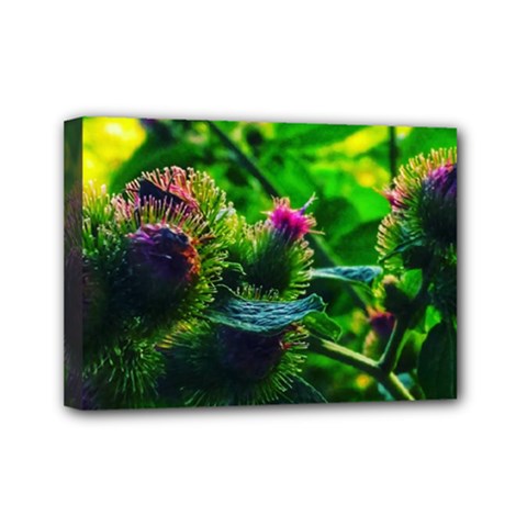 Bur Flowers Mini Canvas 7  X 5  (stretched) by okhismakingart