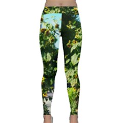 Big Sunflowers Classic Yoga Leggings by okhismakingart