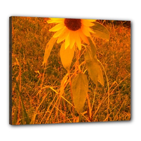 Yellow Sunflower Canvas 24  X 20  (stretched) by okhismakingart