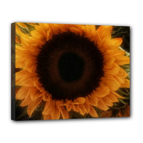 Single Sunflower Canvas 14  X 11  (stretched) by okhismakingart