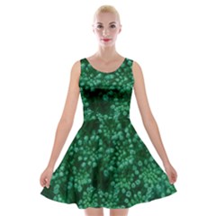 Green Queen Anne s Lace (up Close) Velvet Skater Dress by okhismakingart