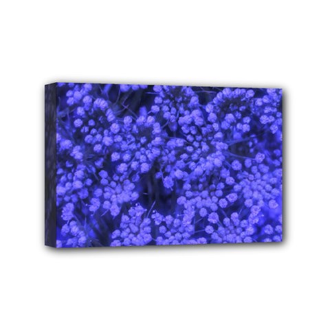 Blue Queen Anne s Lace (up Close) Mini Canvas 6  X 4  (stretched) by okhismakingart