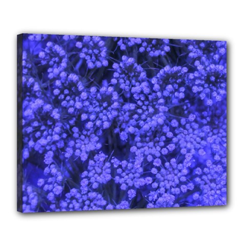 Blue Queen Anne s Lace (up Close) Canvas 20  X 16  (stretched) by okhismakingart