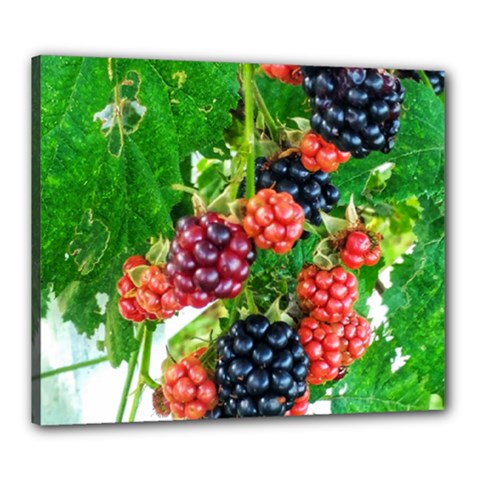 Blackberries Canvas 24  X 20  (stretched) by okhismakingart