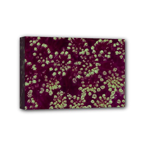 Pink And Green Queen Annes Lace (up Close) Mini Canvas 6  X 4  (stretched) by okhismakingart