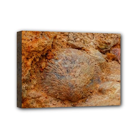 Shell Fossil Ii Mini Canvas 7  X 5  (stretched) by okhismakingart