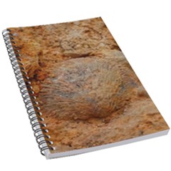 Shell Fossil Ii 5 5  X 8 5  Notebook