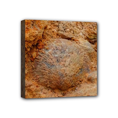 Shell Fossil Ii Mini Canvas 4  X 4  (stretched) by okhismakingart