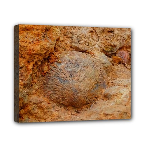 Shell Fossil Ii Canvas 10  X 8  (stretched) by okhismakingart