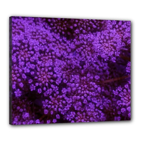 Purple Queen Anne s Lace Landscape Canvas 24  X 20  (stretched) by okhismakingart