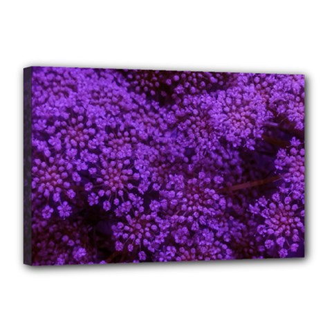 Purple Queen Anne s Lace Landscape Canvas 18  X 12  (stretched) by okhismakingart