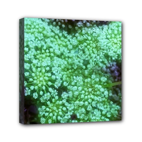 Green Queen Anne s Lace Landscape Mini Canvas 6  X 6  (stretched) by okhismakingart