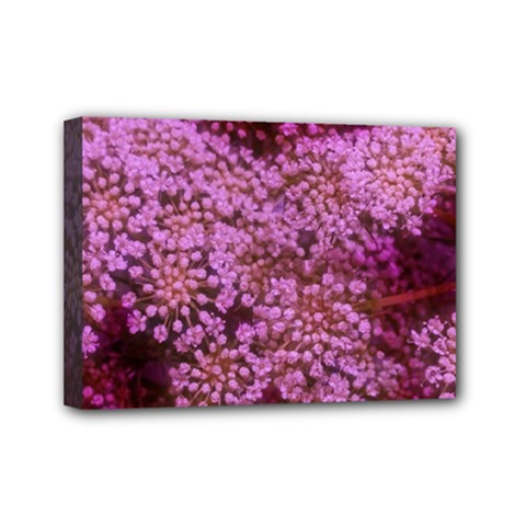 Pink Queen Anne s Lace Landscape Mini Canvas 7  X 5  (stretched) by okhismakingart