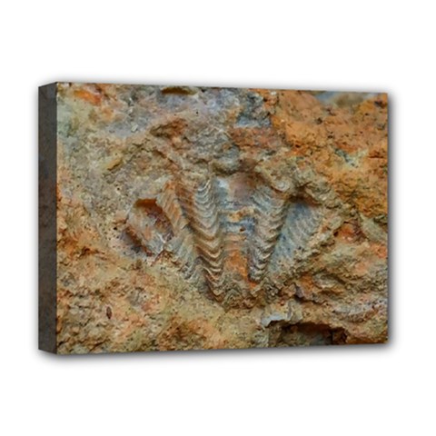 Shell Fossil Deluxe Canvas 16  X 12  (stretched)  by okhismakingart