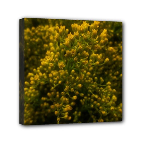 Yellow Goldrenrod Mini Canvas 6  X 6  (stretched) by okhismakingart