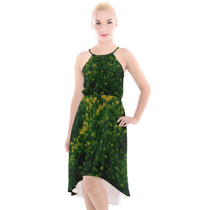 Green Goldenrod High-Low Halter Chiffon Dress 