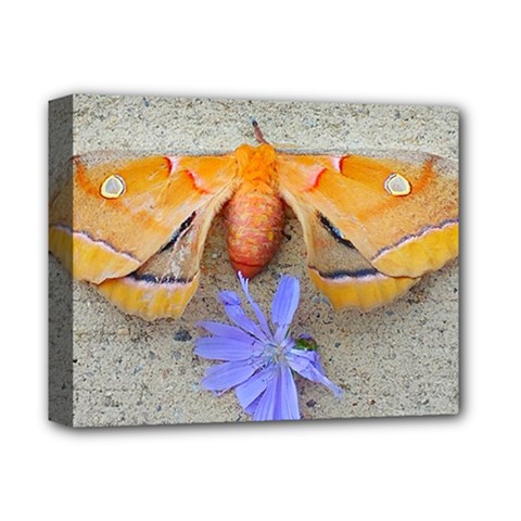 Moth And Chicory Deluxe Canvas 14  X 11  (stretched) by okhismakingart