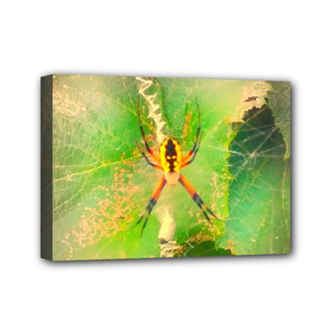 Orb Spider Mini Canvas 7  X 5  (stretched) by okhismakingart