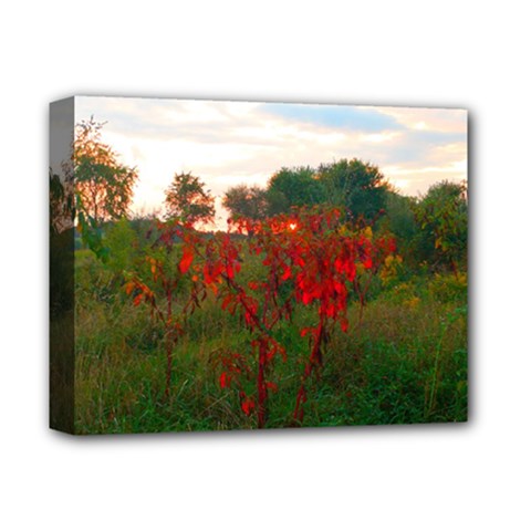 Red Weeds Deluxe Canvas 14  X 11  (stretched) by okhismakingart