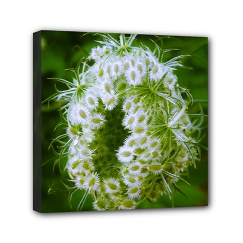 Green Closing Queen Annes Lace Mini Canvas 6  X 6  (stretched) by okhismakingart