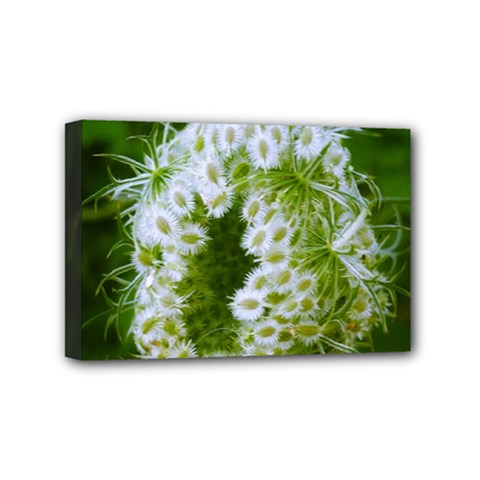 Green Closing Queen Annes Lace Mini Canvas 6  X 4  (stretched) by okhismakingart