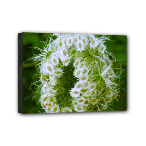 Green Closing Queen Annes Lace Mini Canvas 7  X 5  (stretched) by okhismakingart