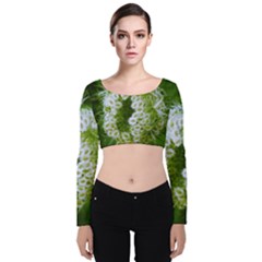 Green Closing Queen Annes Lace Velvet Long Sleeve Crop Top